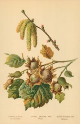 Líska, jehnědy a ovoce