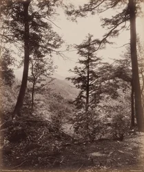 Pohled na útes, skrz stromy,c. 1895 (foto)