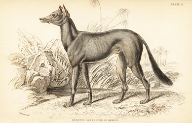 Arabský chrt, Canis lupus familiaris