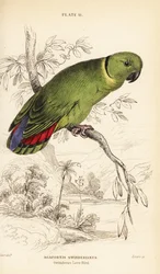 Agapornis černokrký, Agapornis swindernianus