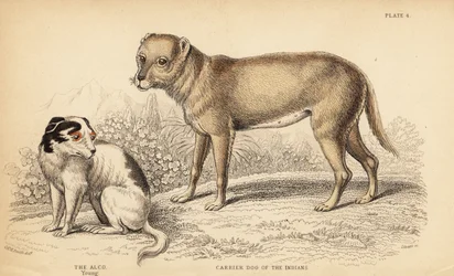 Nosný pes indiánů nebo techichi z Mexika, předek čivavy, Canis lupus familiaris, a mladý pes Alco, Yzi-cuinte potzotli v Mexiku, Canis lupus familiaris (Canis alco)