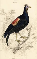 Bažant ohnivohřbetý, Lophura ignita, samec (Macartneyův kohout, Euplocomus ignitus)