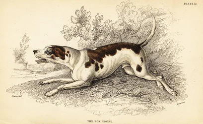Fox honič, Canis lupus familiaris
