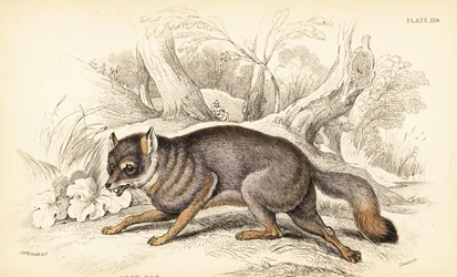 Liška šedá nebo liška šedá, Urocyon cinereoargenteus (Vulpes cinereus)