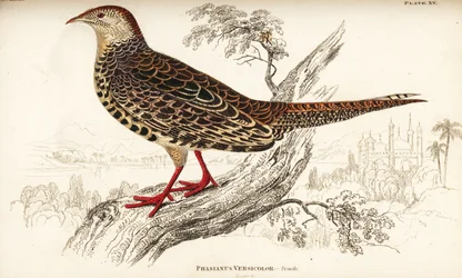 Bažant zelený nebo zelený bažant japonský, samice, Phasianus versicolor