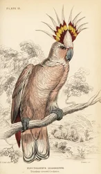 Kakadu inka, Lophochroa leadbeateri