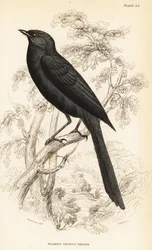 Lejsek severní černý, Melaenornis edolioides