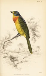 Křovík oranžovoprsý nebo křovík sirnoprsý, Chlorophoneus sulfureopectus