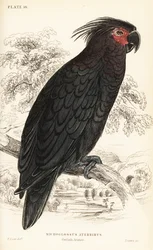 Kakadu palmový, Probosciger aterrimus