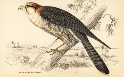 Sokol rudokrký, Falco chicquera ruficollis