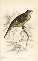 Kukačka rudoramenná, samice, Campephaga phoenicea