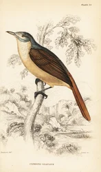 Bulbul červenoocasý neboli bulbul šplhavý, Phyllastrephus scandens