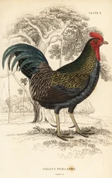 Červená pralesní, Gallus gallus javanicus