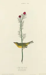 Selbyho lapač much, 1827.