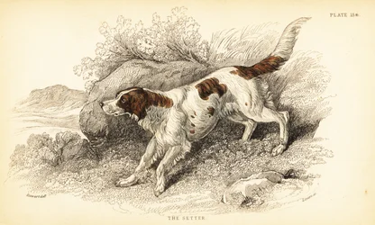 setr, Canis lupus familiaris (Canis index)