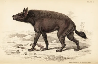 Hyena pruhovaná, Hyaena hyaena (Nahá hyena pouště, Hyaena vulgaris)