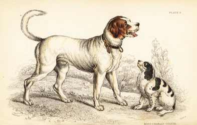 Alpský nebo velký bernardýn, Canis lupus familiaris, a King Charles španěl, Canis lupus familiaris (Canis extrarius)