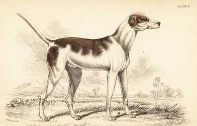 Orientální chrt, Canis lupus familiaris