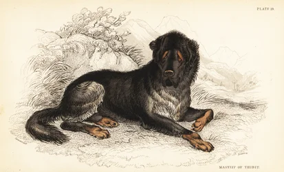 Tibetská doga, Canis lupus familiaris (Tibetský mastif, Canis urcani)