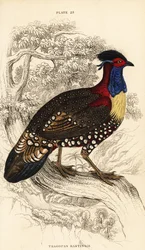 Tragopan západní nebo tragopan západní, samec, Tragopan melanocephalus