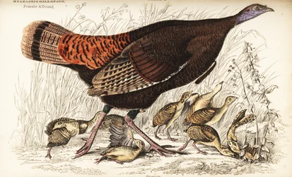 Divoký krocan, samice a mláďata, Meleagris gallopavo