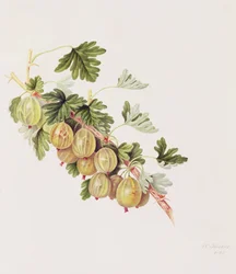 Zelený angrešt, 1815