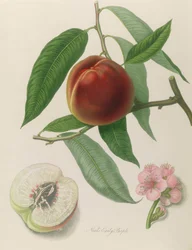 Nektarinka: Neals Early Purple