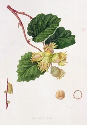 Oříšek klasu, 1816