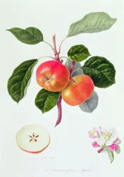 Jablko Trumpington, 1819