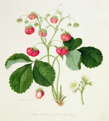 Wilmotova šarlatová jahoda Kohoutí hřeben, 1820