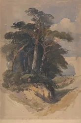 Pines na Hampstead Heath