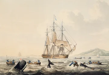Lov velryb v jižních mořích, rytina William John Huggins (1781-1845), 44x57 cm
