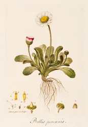 Věčné války, Daisy, c1770-1790.