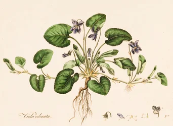 Viola odorata, sladká fialová, c1770-1790.