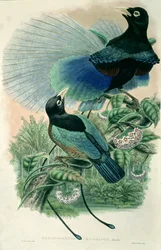 Blue Bird of Paradise (barevné lito)
