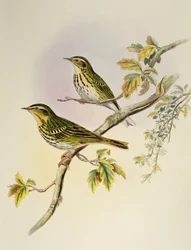 Indian Tree-Pipit (Pipastes agilis), litografie z Birds of Asia