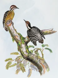 Philippine Pygmy datel (Dendrocopos maculatus), litografie William Matthew Hart (1830-1908), Spojené království