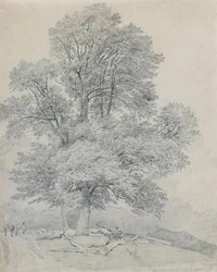 Horský jilm v Hawley, Hampshire