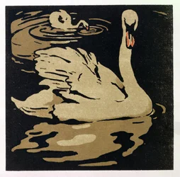 Krásná labuť, ilustrace z 