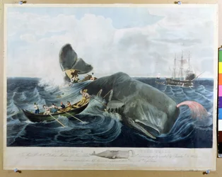 Capturing a Sperm Whale, vyryl J. Hill, vydáno 1835