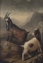 Dvě velšské kozy