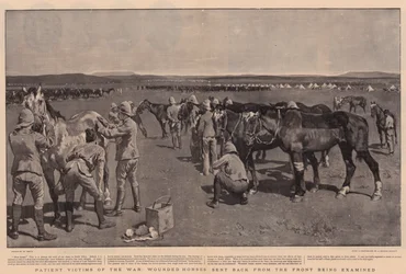 Pacientské oběti války, zranění koně poslaní zpět z fronty, kteří jsou vyšetřováni