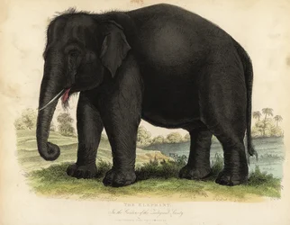 Asijský slon, Elephas maximus, ohrožený.