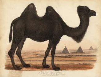 Velbloud dvouhrbý, Camelus bactrianus.