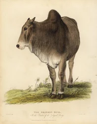 Brahma plemeno skotu zebu, Bos taurus indicus.