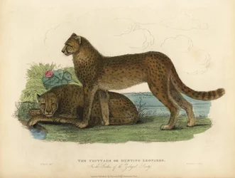 Gepard, Acinonyx jubatus.