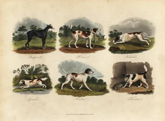 Greyhound, Harrier, Foxhound, Španěl, Pointer, Teriér.