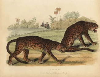 Leopardi, Panthera pardus.