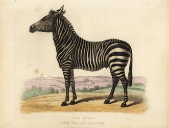Plains zebra, Equus quagga.
