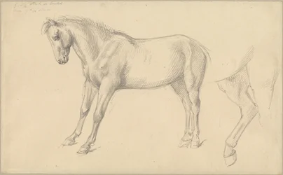 Studie poníka